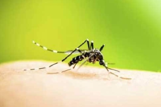 EDMC kicks off month-long anti-dengue campaign