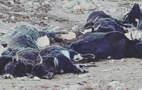 300 yaks starve to death in North Sikkim
