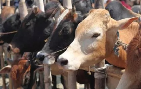 Five cattle smugglers arrested in J-K's Reasi