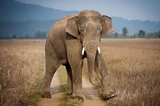 Uttarakhand High Court stays denotification of Shivalik Elephant Reserve