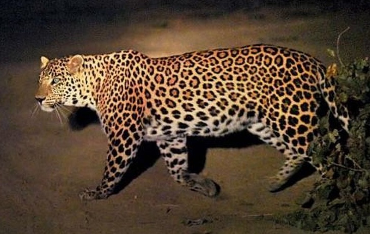 Leopard enters house, injures man in Agra