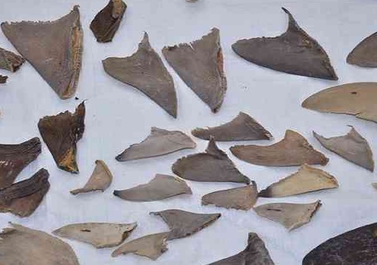 2 held for bid to smuggle shark fins to Dubai