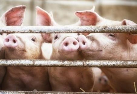 Assam to cull 12,000 pigs as African swine fever spreads