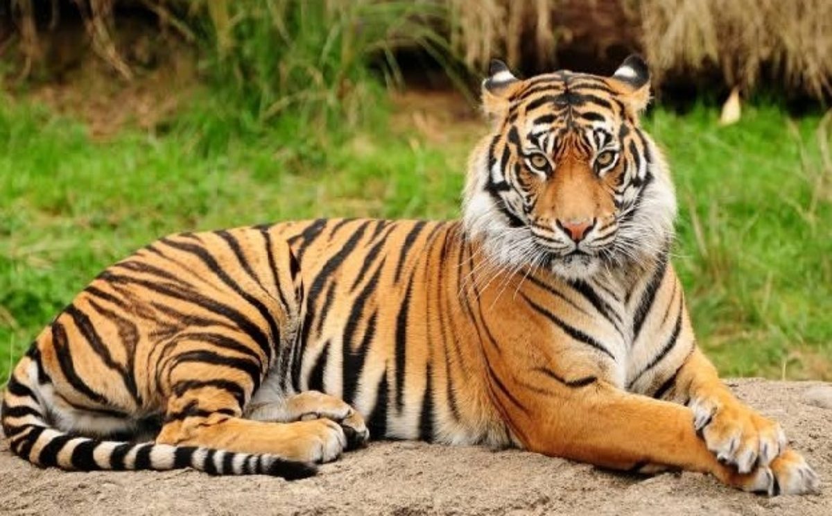 Delhi zoo gets Bengal tigress from Kanpur for conservation breeding Delhi zoo gets Bengal tigress from Kanpur for conservation breeding