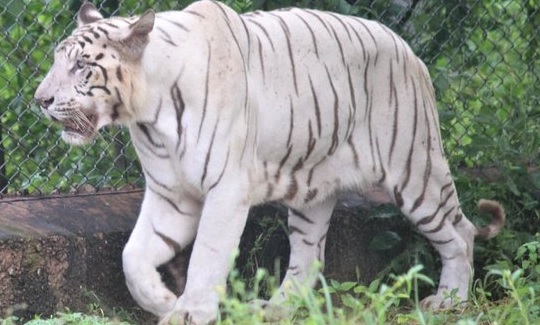 Tigress brought from Kanpur released in Delhi zoo enclosure