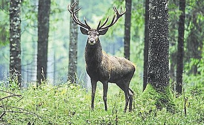 International e-conference on wildlife forensics held