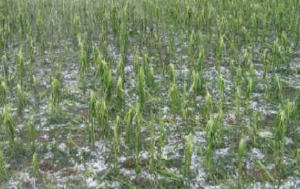 Farmers complain wheat crops damaged in Mathura following hailstorm