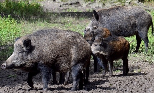 Carnage? Anger in France after 158 boar killed in single hunt