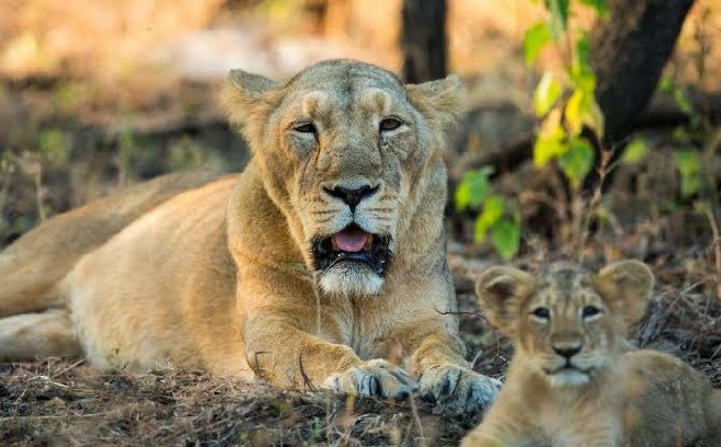 Gujarat: 14 lions captured in Gir, after cubs fall ill