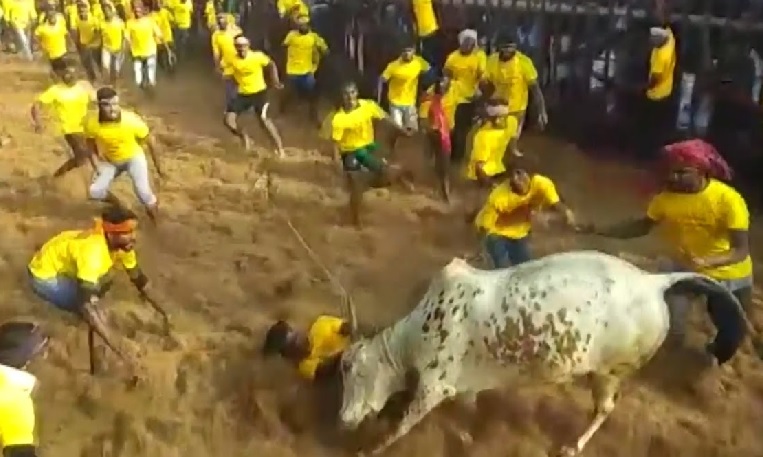 58 people injured during jallikattu