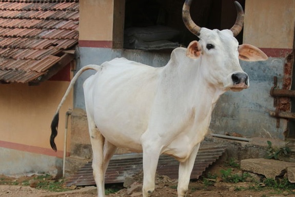 UP farmer attacked by cow, dies