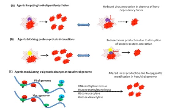 NCVTC to develop of host-directed antivirals for COVID 19