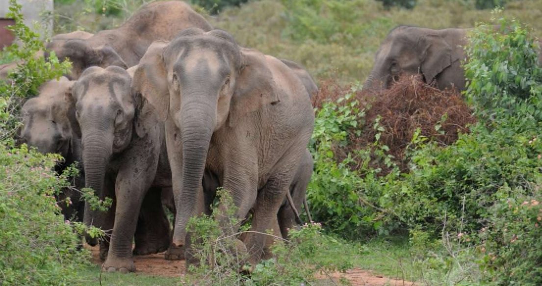 Study on to restore elephant corridors: TN govt to HC